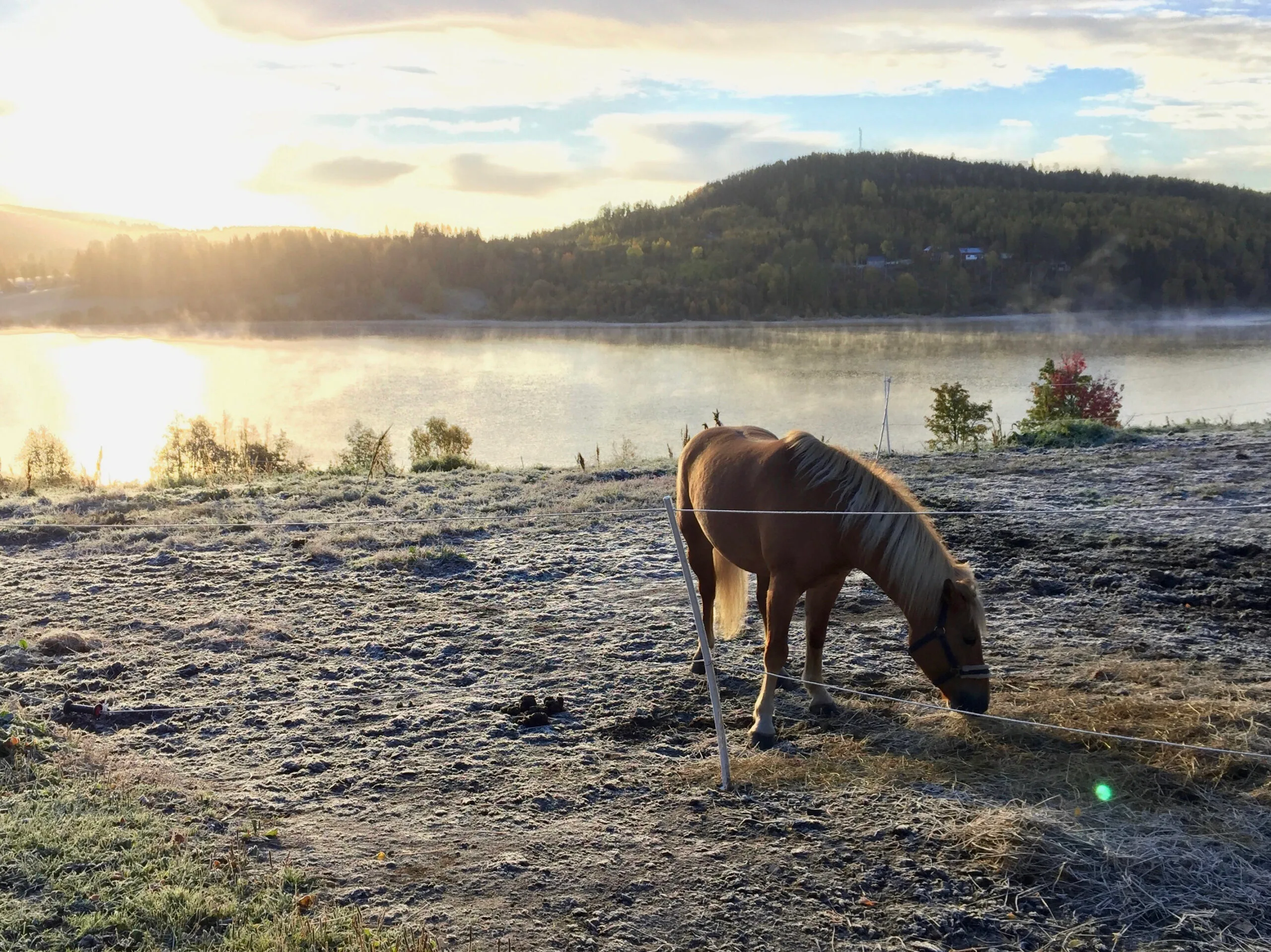 en häst betar