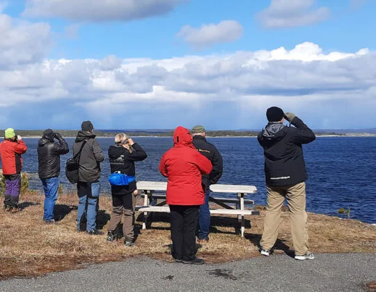 Fågelskådning Tynderö
