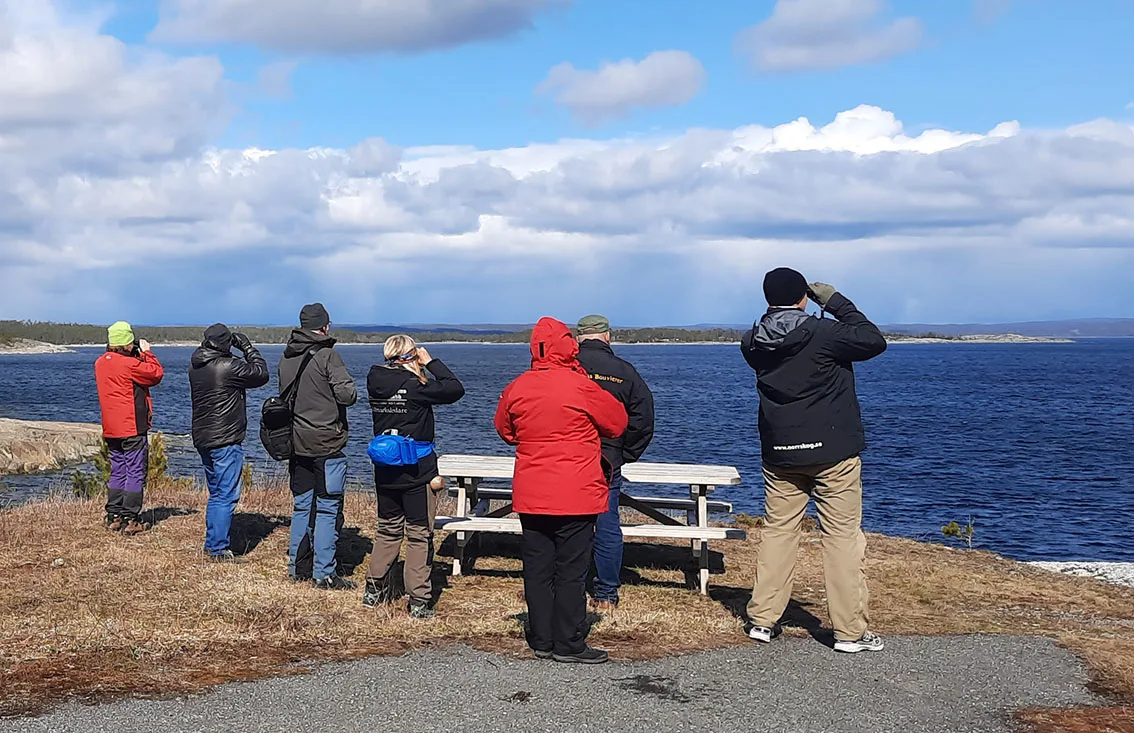 Fågelskådning Tynderö